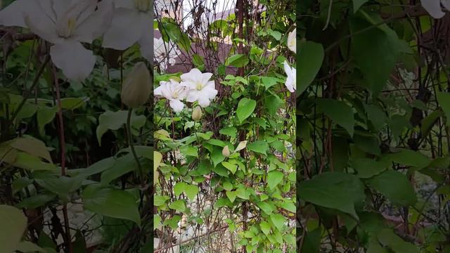 клематисы в цвету... цветущая красота на юге... 10.05.2023г. смотреть онлайн