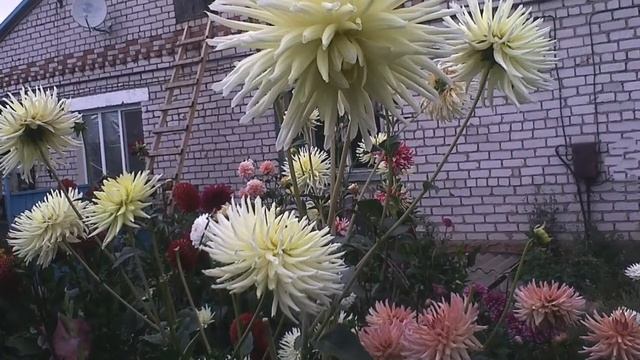 Георгины 2014 г