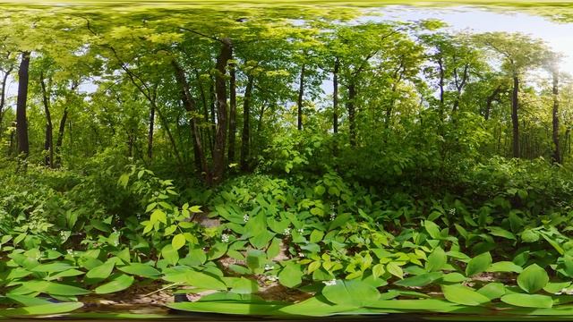 Ландыши в лесу смотреть онлайн