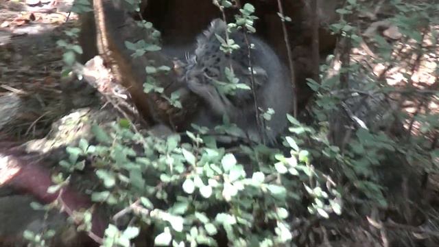 Pallas Cat CM Zoo смотреть онлайн
