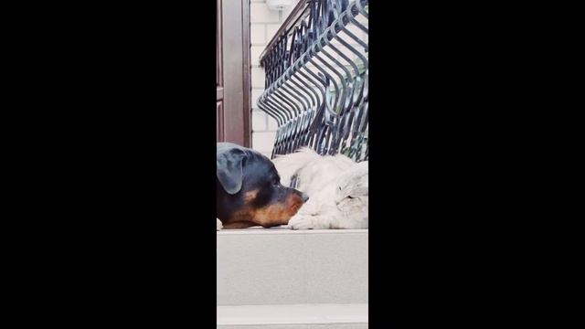 Ротвейлер друга не предаст.