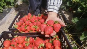 Интересная новинка Сорт Кори . Ягодный микс.