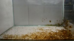 Мальки петушков - пересадка, подсчет