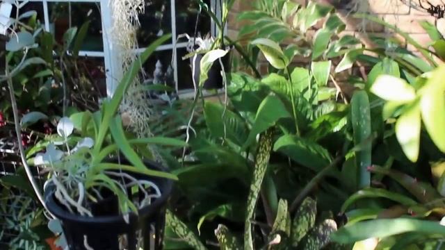 ЧТО ЦВЕТЕТ В МОЕМ САДУ ЗИМОЙ. ОРХИДЕЯ ВАНИЛЬ 5М ДЛИНОЙ. ИЮНЬ-ИЮЛЬ смотреть онлайн