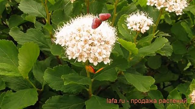 Спирея березолистная (spiraea Betulifolia) ? березолистная спирея обзор: как сажать, саженцы спиреи