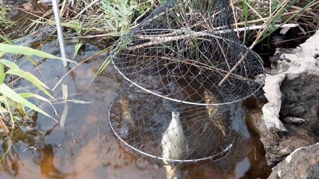 Рыбалка на фидер. Западная Двина. Витебск. Июнь 2022 смотреть онлайн