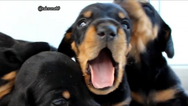 ЮНЯТА-ТАКСЯТА щеночки смотреть онлайн