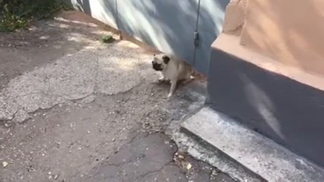Умный Мопс смотреть онлайн