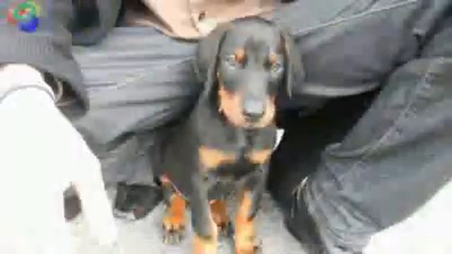 Doberman смотреть онлайн