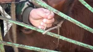 Туберкулинизация скота. Бывает и такое