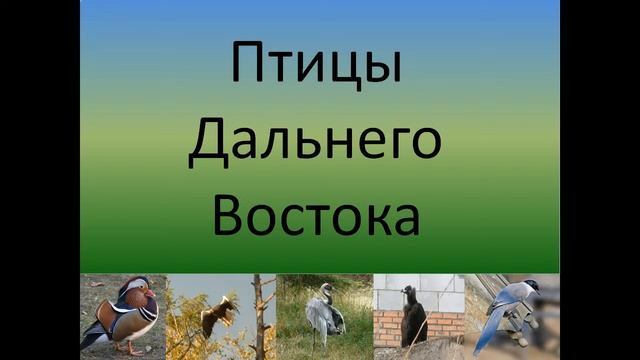Животные Дальнего Востока смотреть онлайн