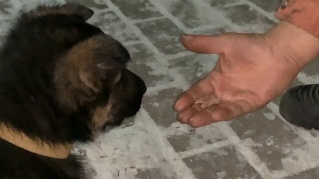 НЕ РЕАЛЬНО! Щенок и первые команды смотреть онлайн