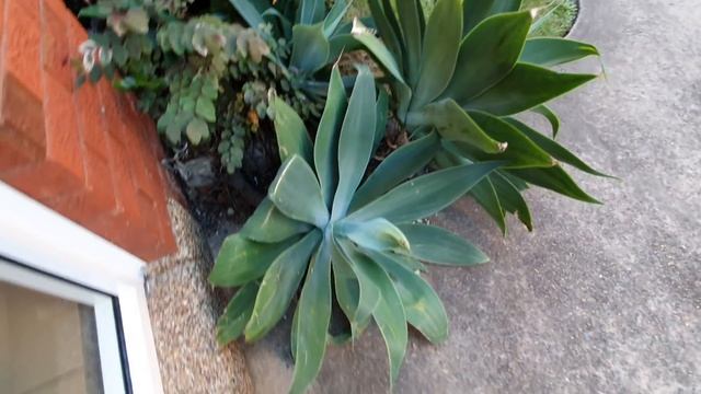 Палисадник перед домом .Игорь решил навести порядок.Съёмка сделана месяц назад.Австралия Сидней смотреть онлайн