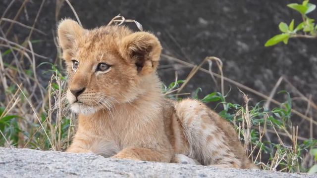 REAL FACTS ABOUT LIONS, Lion King Of The Jungle, Animal Videos, Lion, Lions, African Animals, Anima