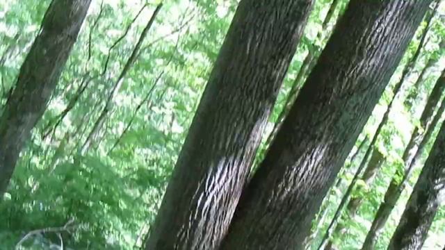 Canon Powershot sx210 is video at Germantown Metropark. Video 8 смотреть онлайн