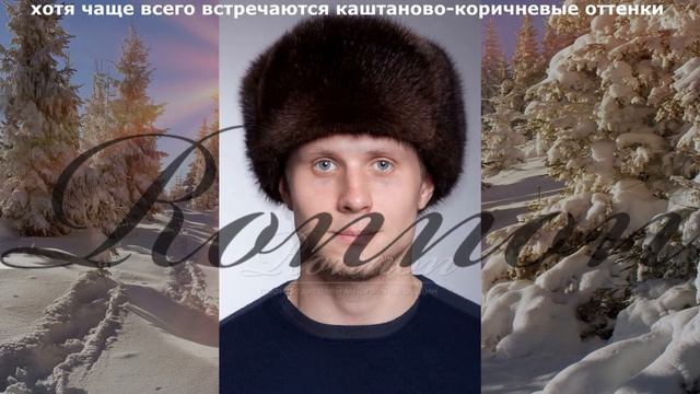Ушанка цельномеховая ондатра коричневая смотреть онлайн