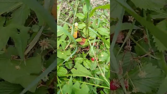 Лесная земляника в саду смотреть онлайн