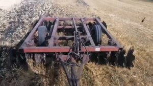 Дискуем по ячменю на МТЗ 82 с бдт-3