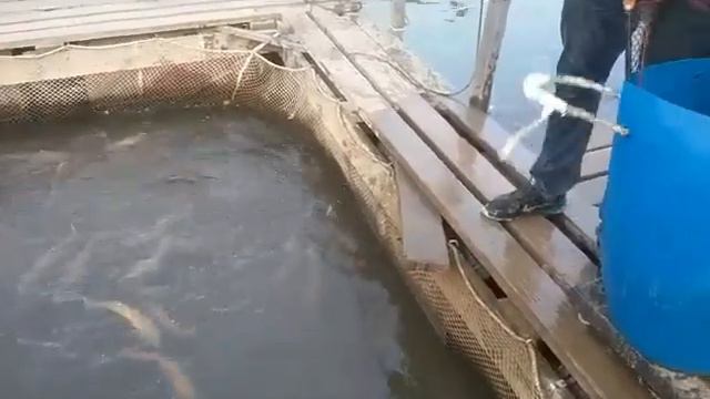 13.09.19. Запуск форели на малый водоём в кокино смотреть онлайн