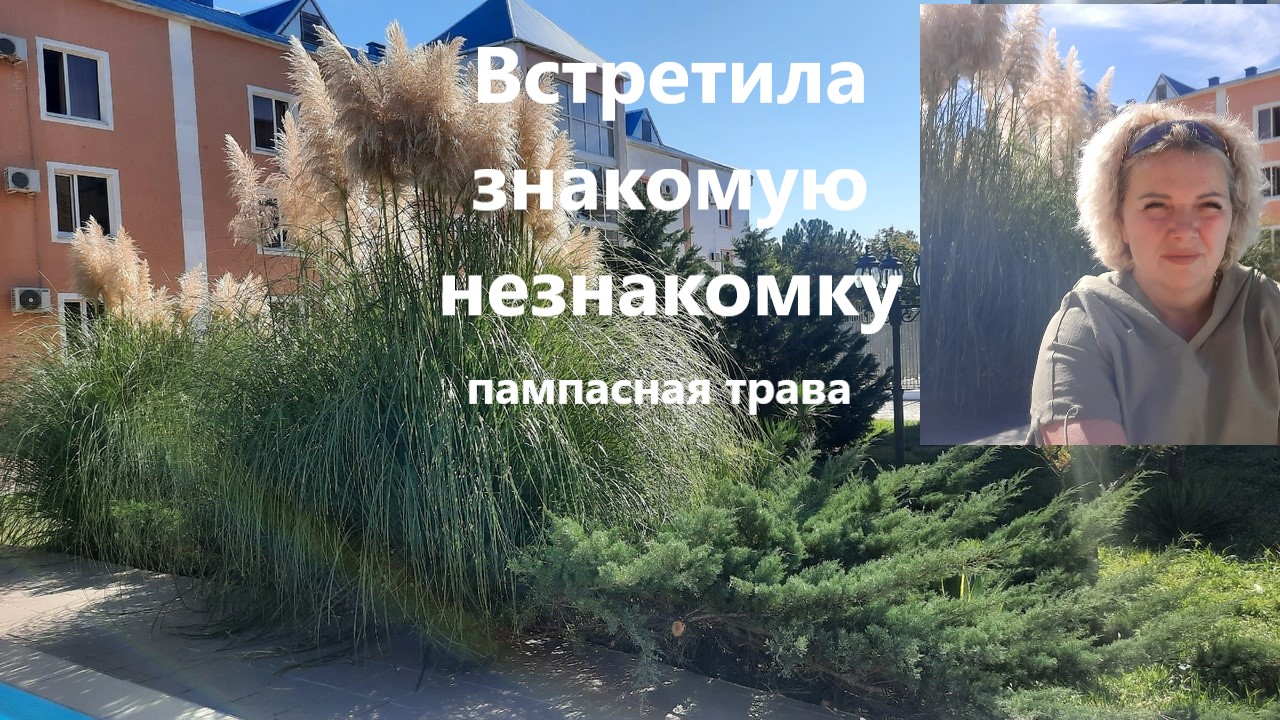 Знакомая незнакомка. Встретила свою приятельницу пампасную траву. Прекрасная Кортадерия смотреть онлайн