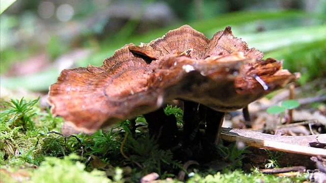 FUNGOS смотреть онлайн