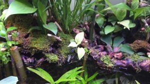 Ива vs Аквариумные растения !