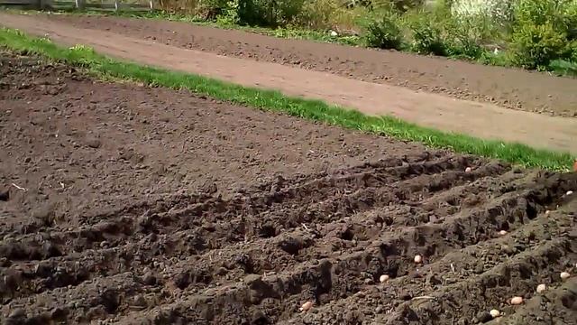 посадка картофеля под окучник мотоблоком. ч-2 смотреть онлайн