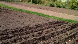посадка картофеля под окучник мотоблоком. ч-2