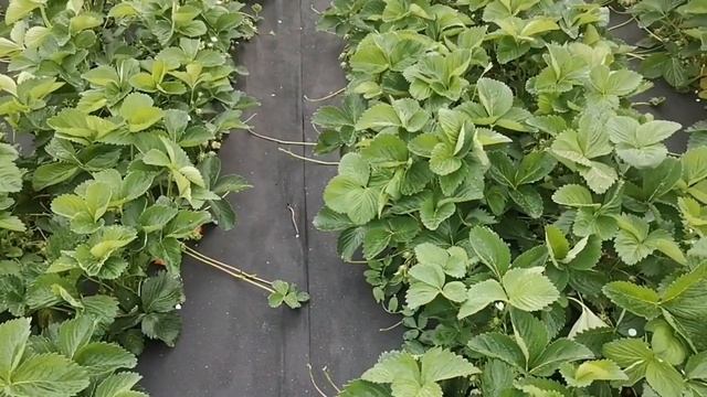 Созревание самого раннего сорта клубники. смотреть онлайн