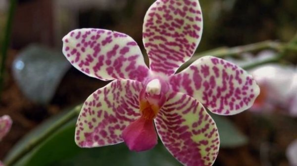 ORCHIDS, Орхидеи. HD