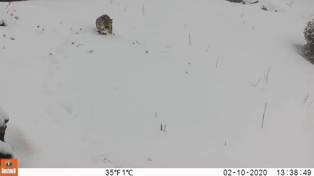 QOR QOPLONI QIZIL KITIBGA KIRITILGAN  QASHQADARYO QOR QOPLON КАШКАДАРЬЯ СНЕЖНЫЙ ТИГР В КРАСНОЙ КНИГ