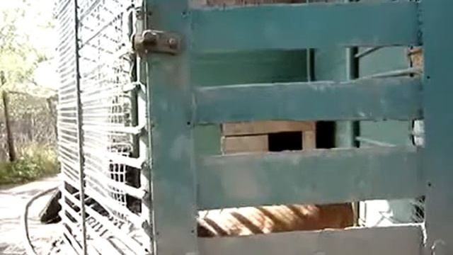 Умный песик. смотреть онлайн