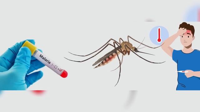 POURQUOI ALLAH A T-IL CRÉÉ LES MOUSTIQUES ? LA REPONSE VOUS CHOQUERA (Miracle du Coran) смотреть онлайн
