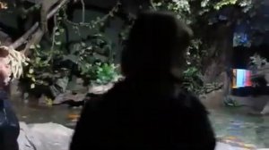 Разведение карпа в пруду в домашних условиях как бизнес