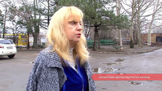 Гигантский цветок распустил бутоны смотреть онлайн