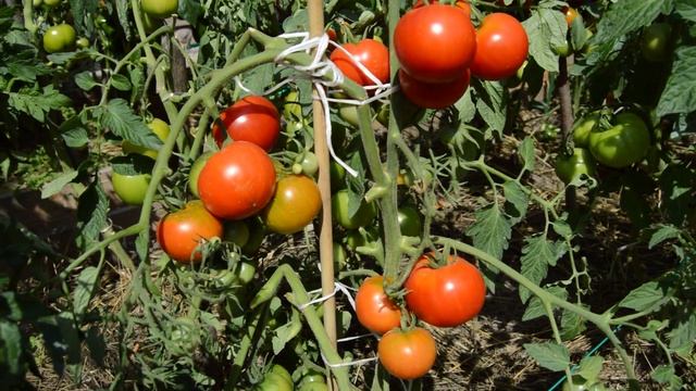 Сорт - "ДАЧНИК" . Томаты от Фёдора. смотреть онлайн