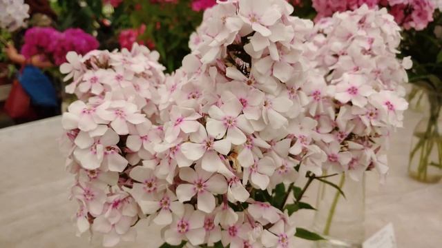 Выставка флоксов 2021г. (Москва) смотреть онлайн