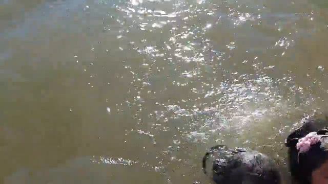 Смотрите, как морской лев украл девочку и затащил ее под воду смотреть онлайн