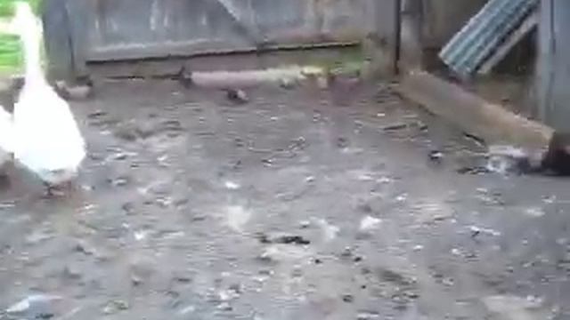 Наши гуси. смотреть онлайн