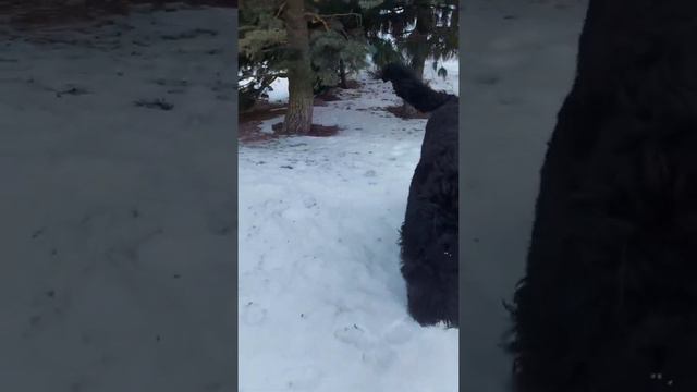 Баронетт с Озера Разлив, 10,5 месяцев. смотреть онлайн