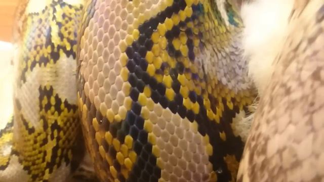 Кормление сетчатого питона Нэт смотреть онлайн