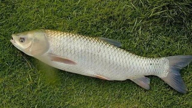 ВСЁ(ВКРАТЦЕ)О БЕЛОМ АМУРЕ ЗА 1 МИНУТУ смотреть онлайн