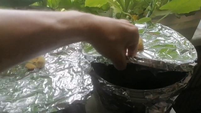 Огурцы на подоконнике. Апрель 2023 смотреть онлайн