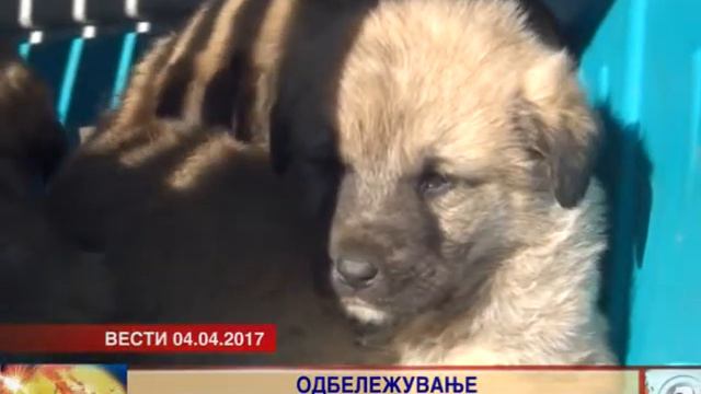 Во Велес одбележан 4 април - светски ден за заштита на бездомните животни 04.04.2017 смотреть онлайн