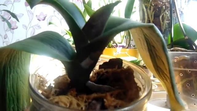 Принцип моей теплички и другие новости)) смотреть онлайн