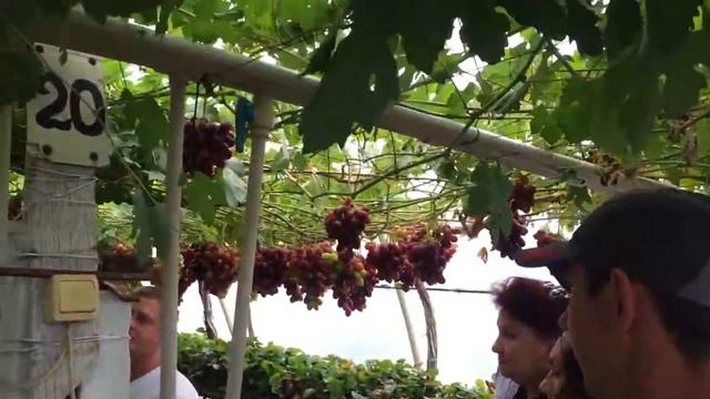 Выращевание винограда в теплице ПП Павливськое 2/07/2016 смотреть онлайн