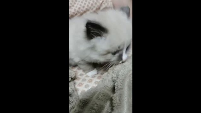 Развлекушки перед сном. Котята спать не хотята. смотреть онлайн