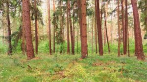 Звуки леса 5 часов Пение лесных птиц для расслабления, сна и медитации