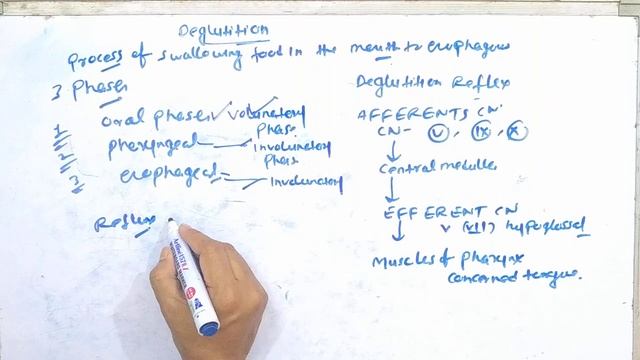 Digestive system part:4- GIT layers ,Deglutition , peristalsis movement, regulation of git смотреть онлайн