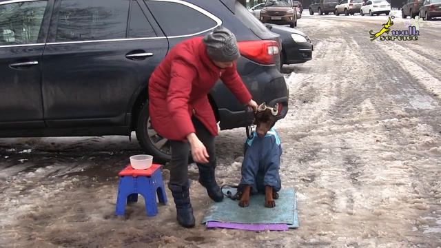 Схема занятия, разминка, нагрузка, простая концовка, щенки доберман риджбек, апорт смотреть онлайн